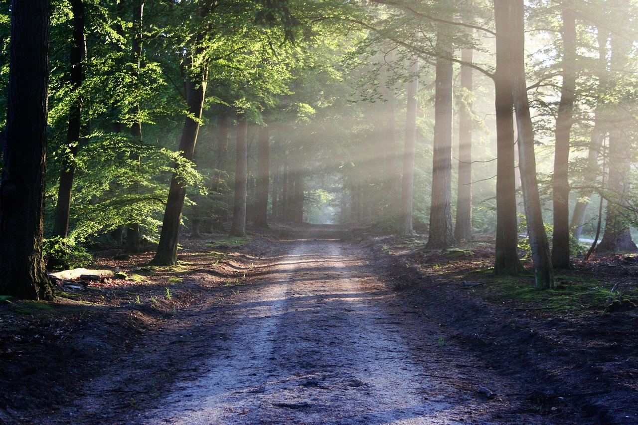 A winding forest trail lined with tall trees, inviting adventurers to explore the path ahead.