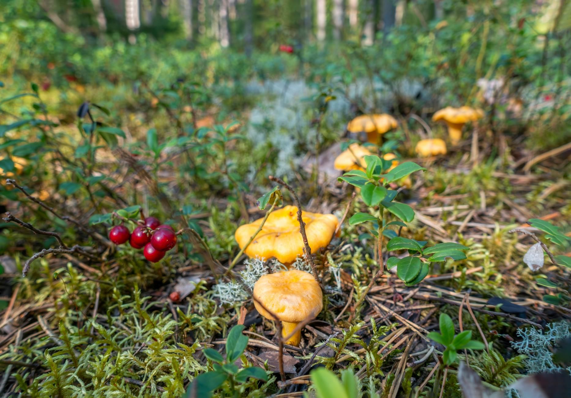 Discover wild lingonberries and chanterelle mushrooms in a lush forest setting, perfect for autumn exploration.