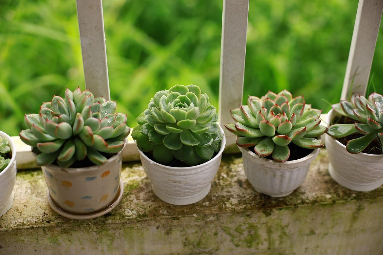 A row of succulent plants in white pots, perfect for container gardening. Is Container Gardening for you? Let's find out