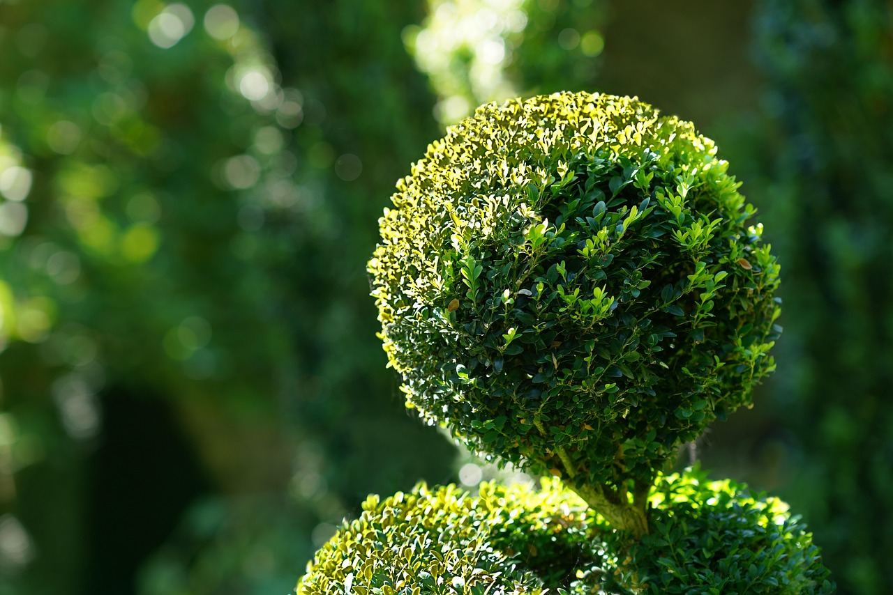 A lush garden filled with intricately shaped topiary sculptures, showcasing vibrant greenery and artistic designs.