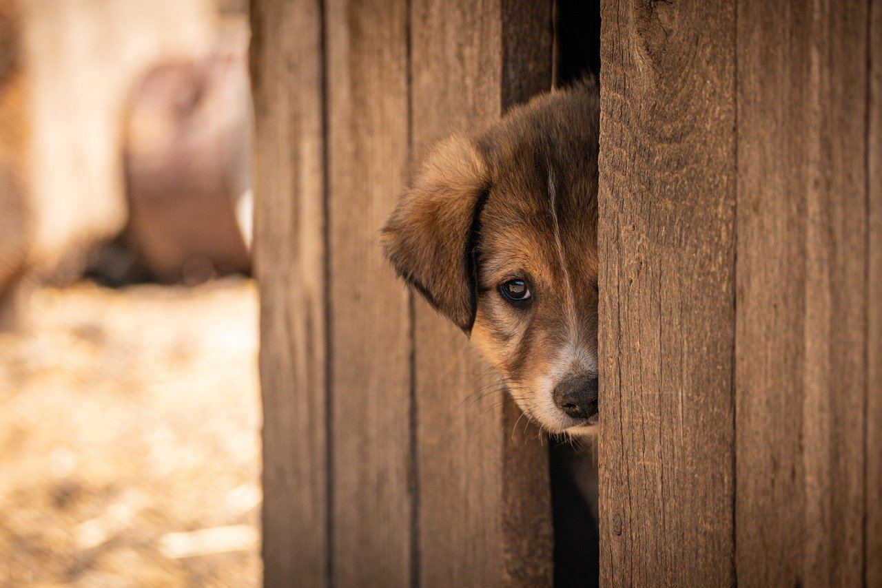 A curious puppy peeks through a wooden fence, embodying the spirit of animal shelter volunteering.