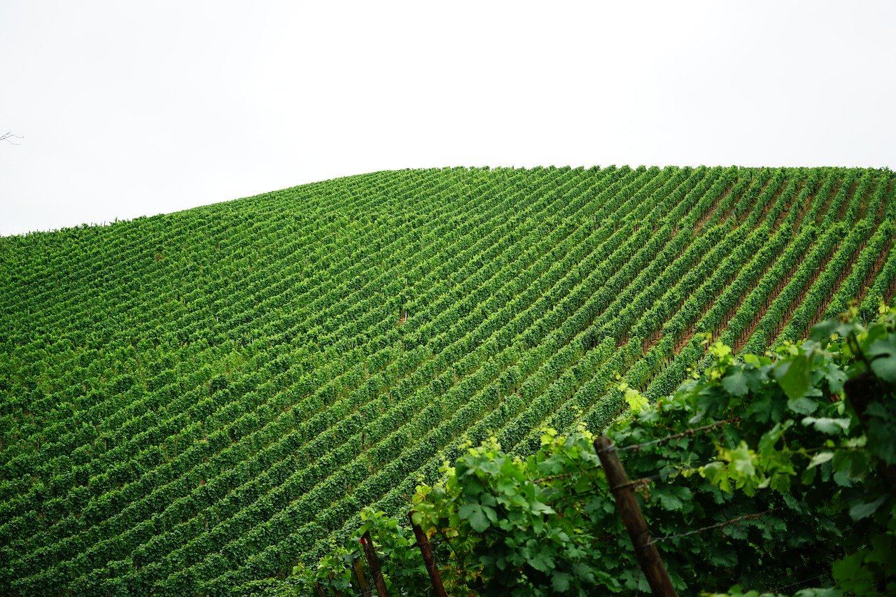 Vineyard rows on a hill, perfect for exploring if wine making is for you. Let's find out!