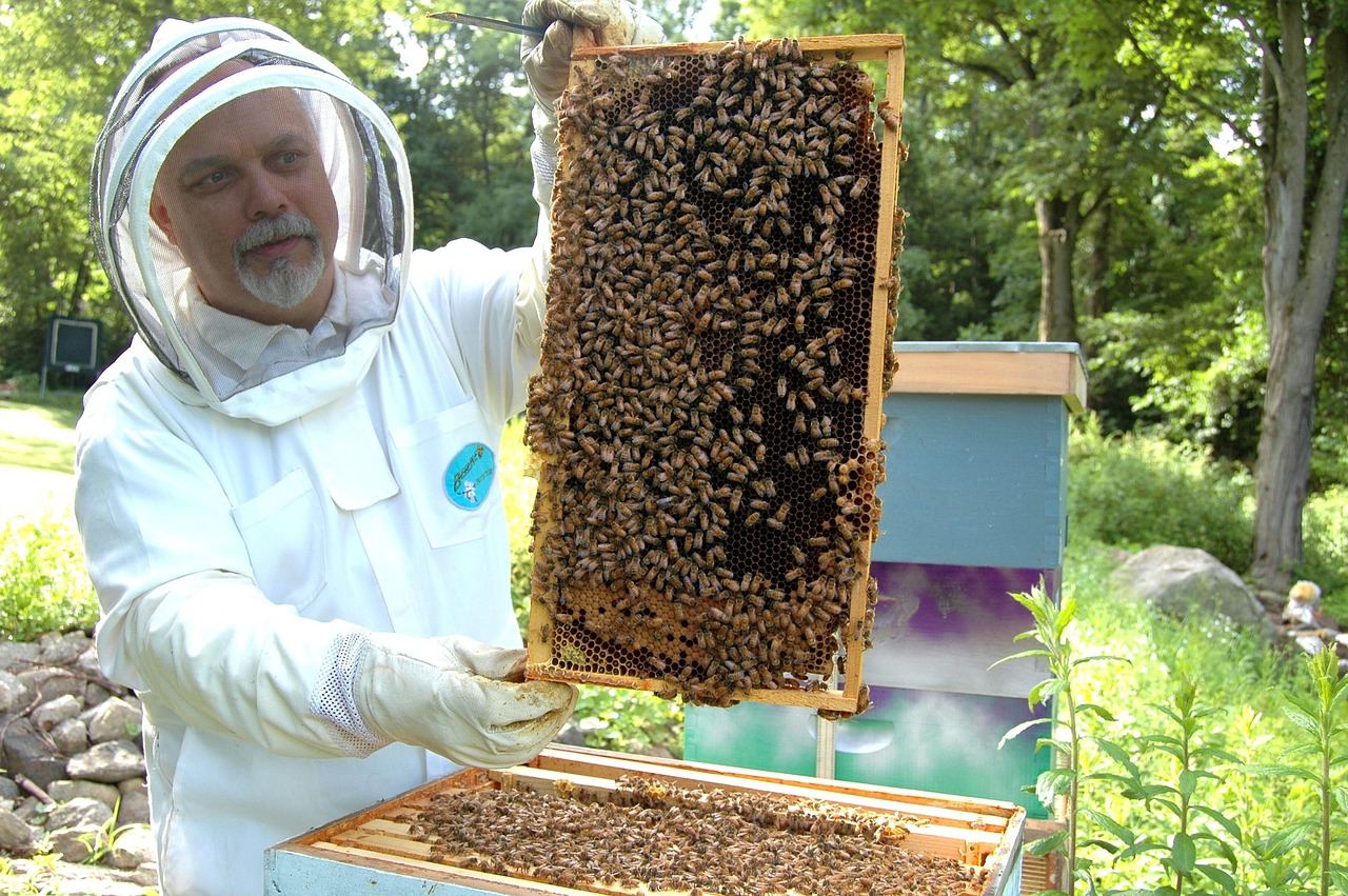 A beekeeper in protective gear inspects a vibrant hive filled with busy bees and honeycomb.