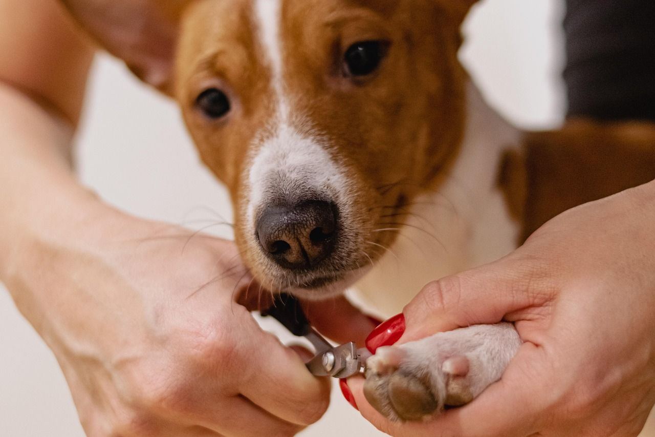 A small dog sits patiently on a grooming table while a groomer carefully clips its nails.
