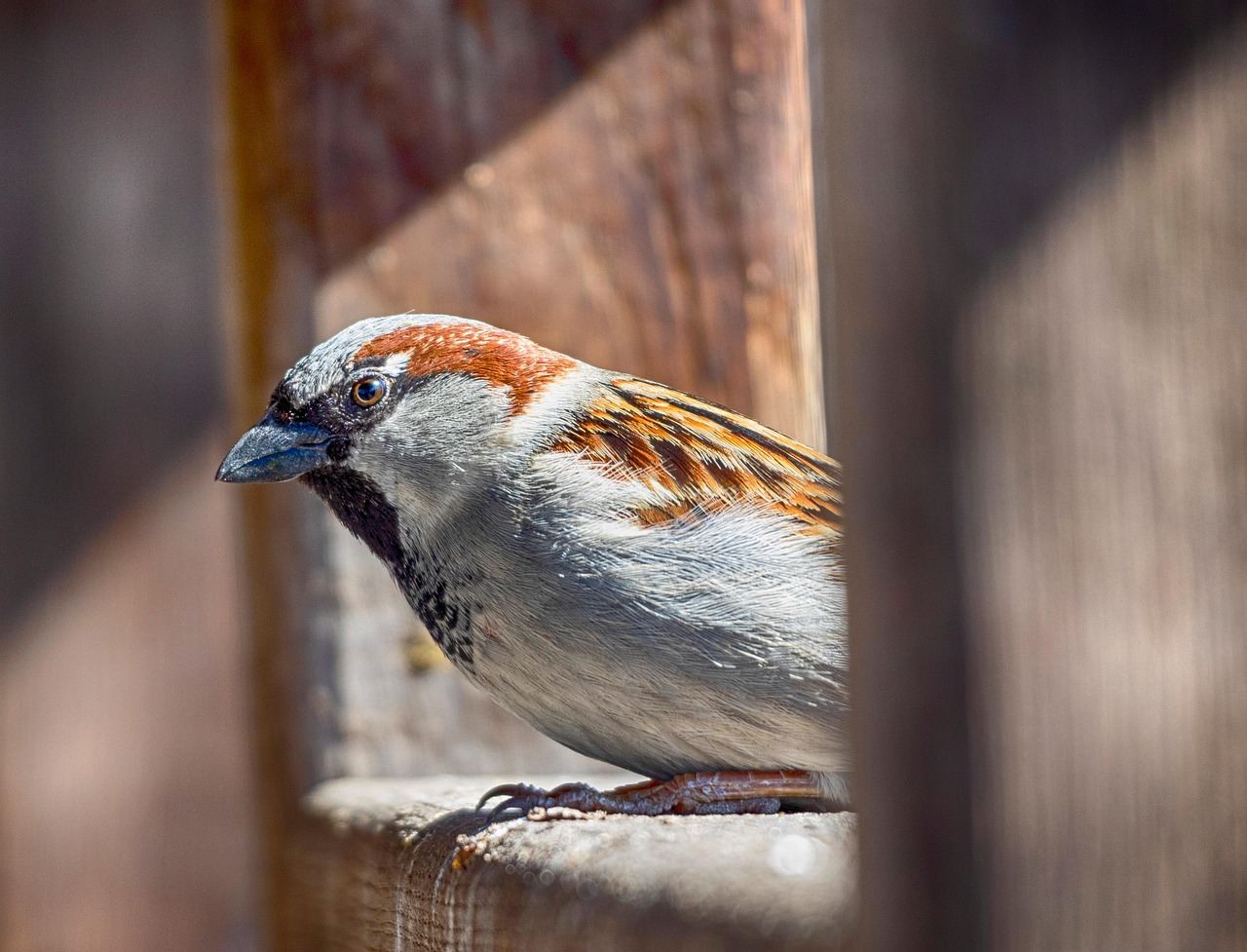 sparrow