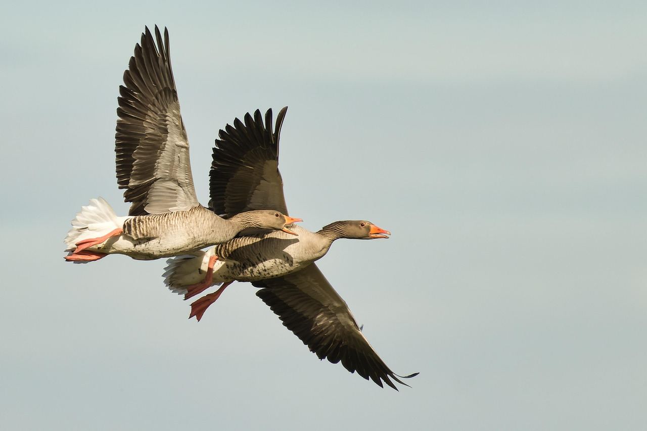 Two greylag geese flying together, symbolizing the connection in wildlife conservation volunteering.