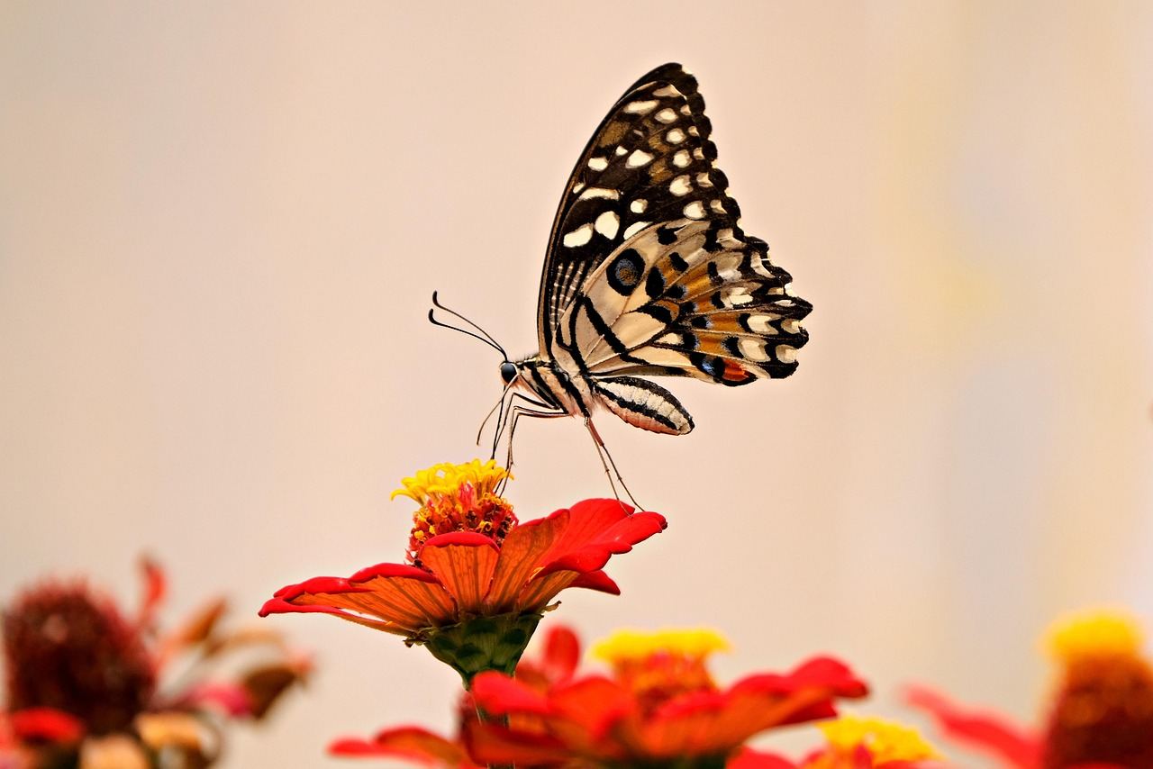 A vibrant butterfly perched delicately on a colorful flower, surrounded by lush green foliage in a sunny garden.