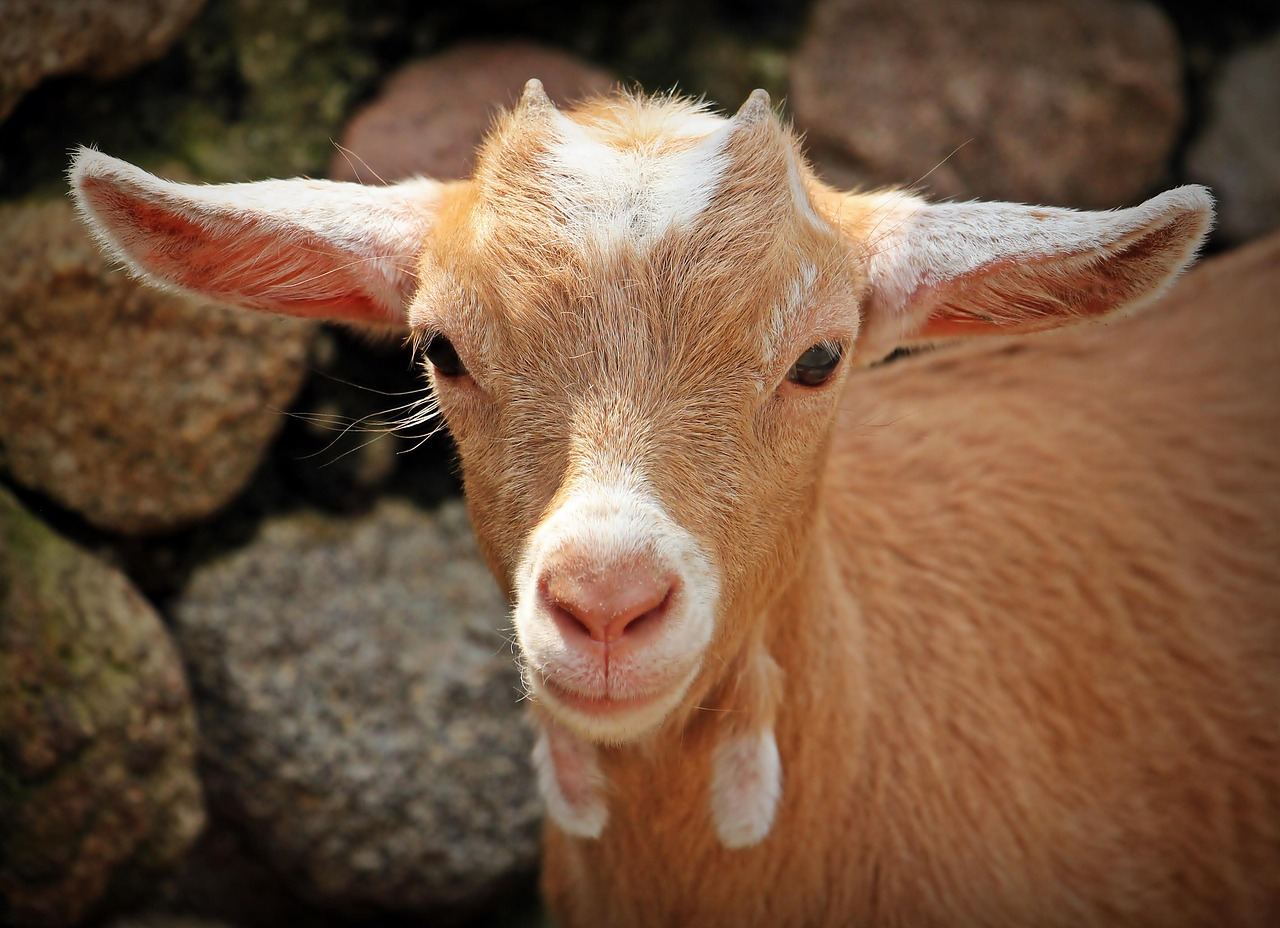 A playful goat stands on a wooden fence, eagerly reaching out to visitors at the petting zoo.