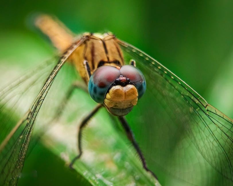 A close-up of a dragonfly showcasing intricate details, perfect for illustrating macro photography.