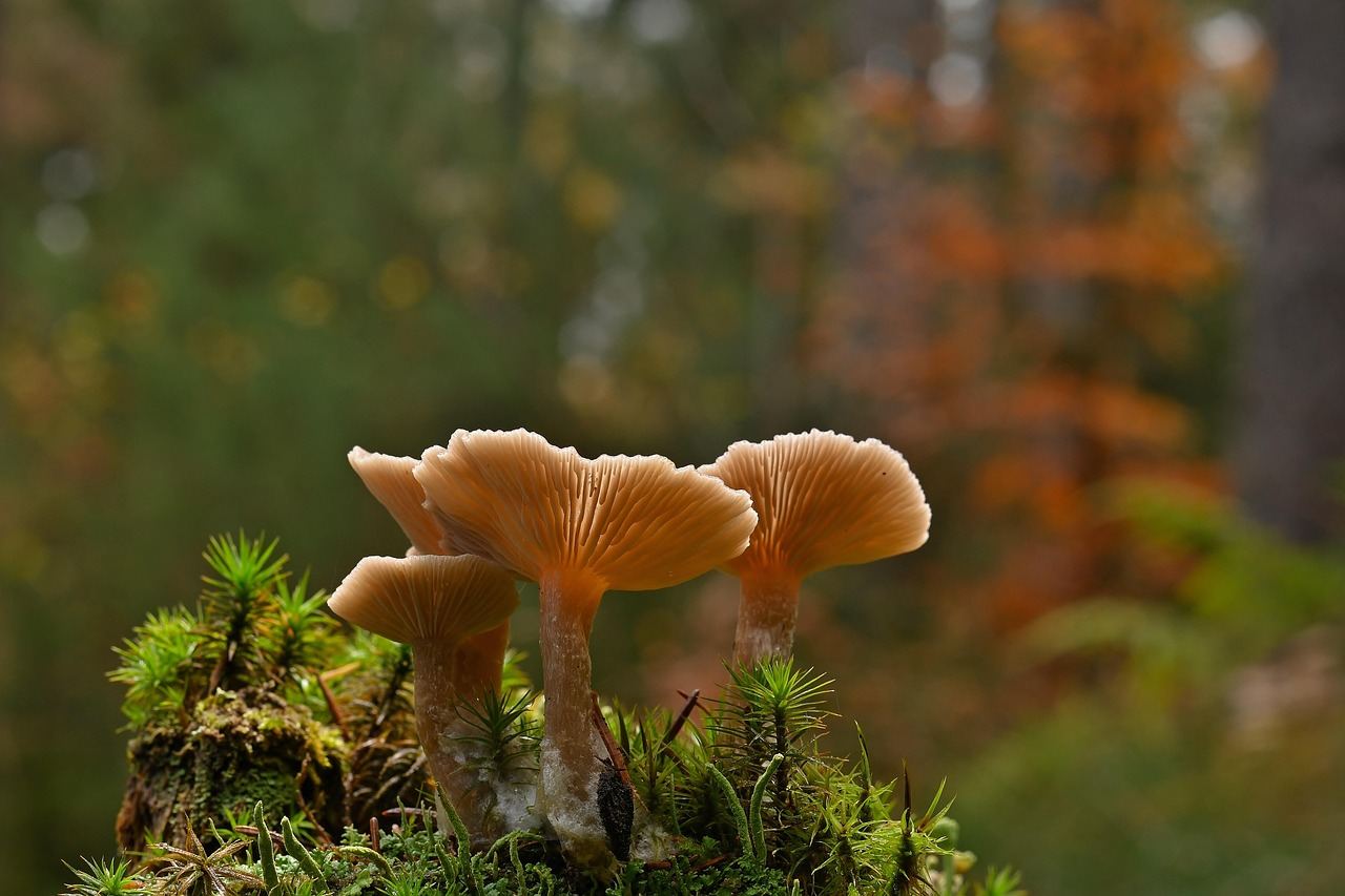 A vibrant assortment of wild mushrooms in various shapes and colors, nestled among lush green foliage.