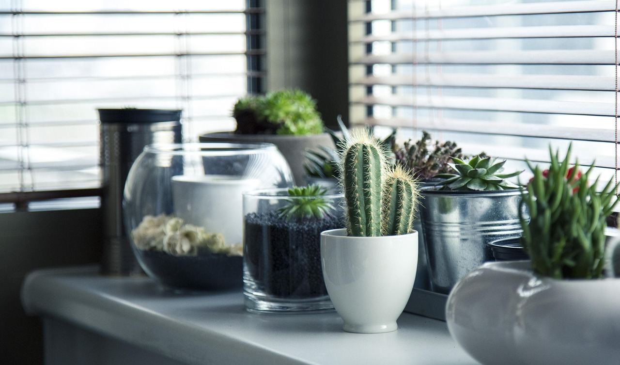 Cacti and succulents in decorative pots, perfect for home decor styling. Is Home Decor Styling for you? Let's find out!