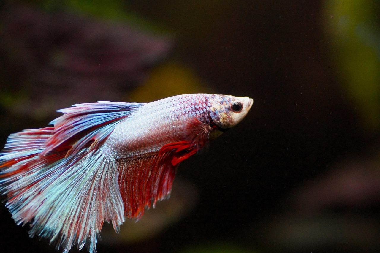 A vibrant freshwater aquarium filled with colorful fish swimming among lush aquatic plants and decorative rocks.