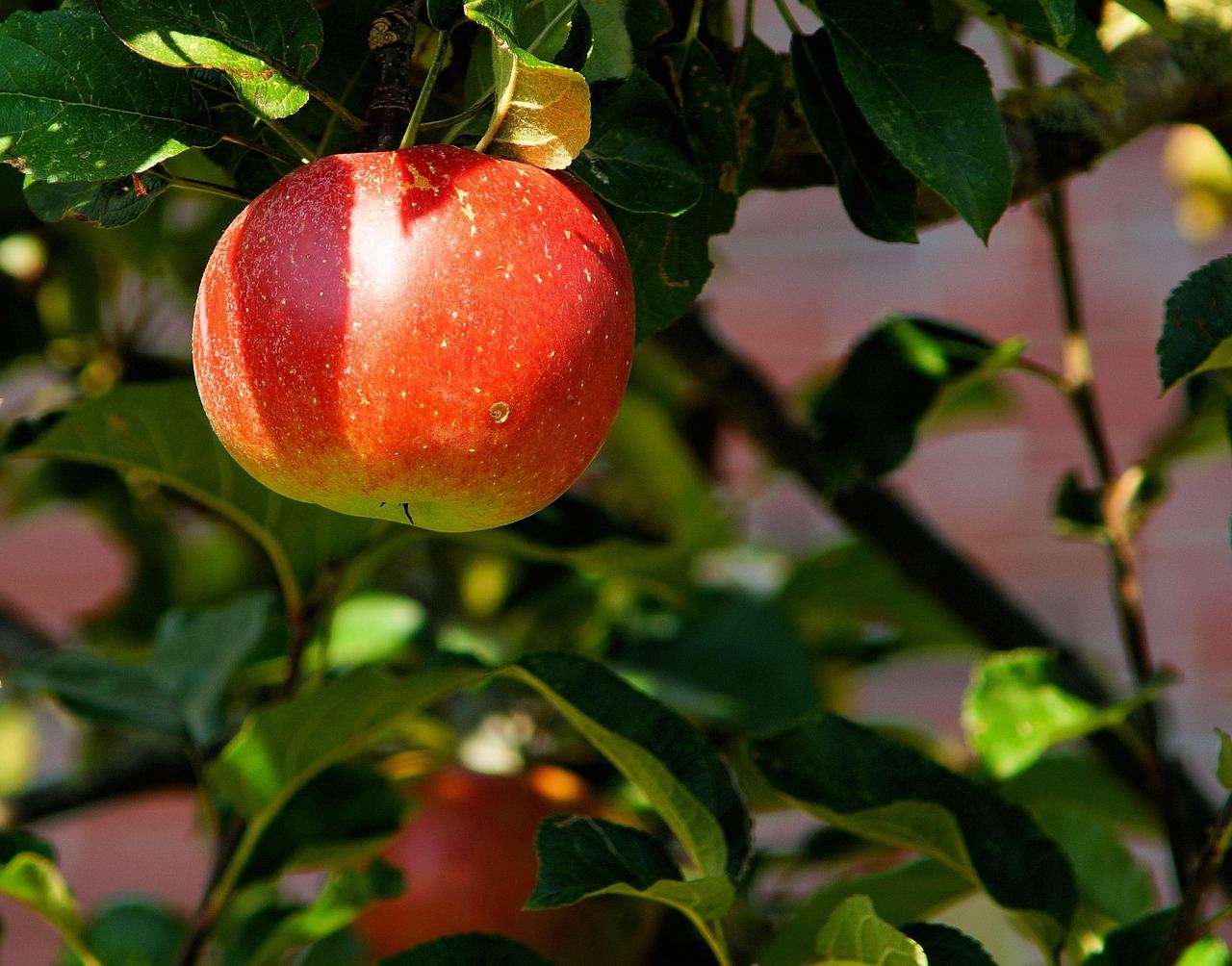 A vibrant orchard filled with ripe red apples hanging from lush green branches under a clear blue sky.