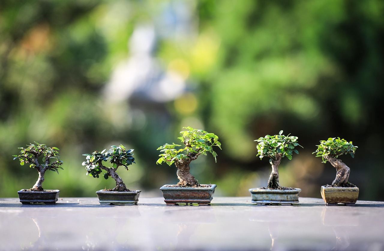 Five distinct bonsai trees showcasing various styles, perfect for exploring 'Is Bonsai for you? Let's find out!'