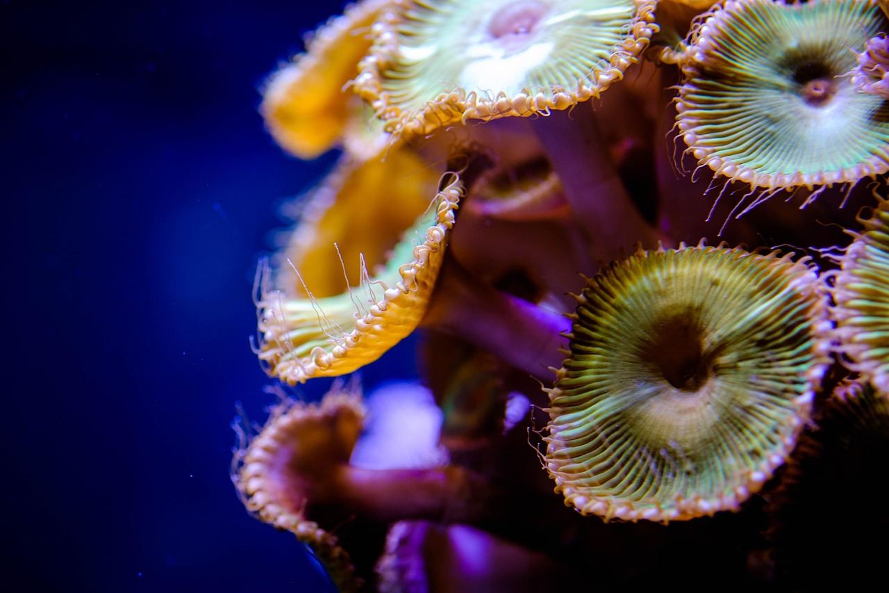 Vibrant coral formations in various colors, creating a stunning underwater landscape in a saltwater aquarium.