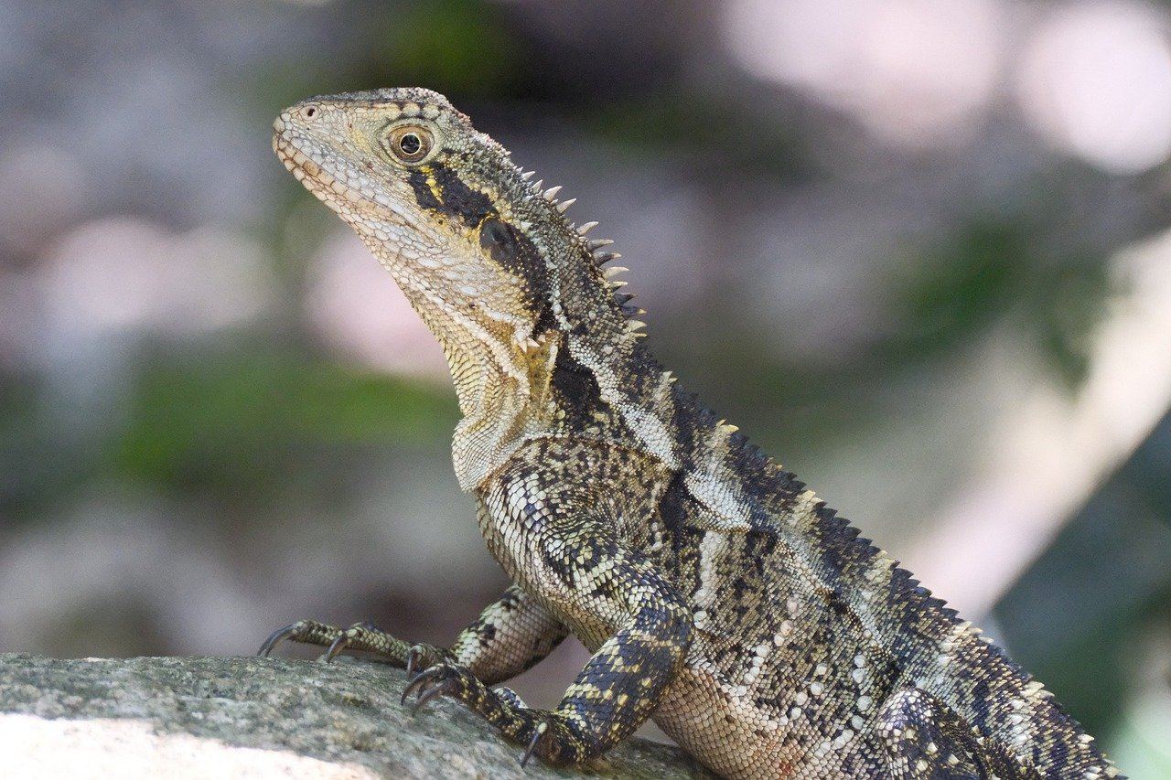 A vibrant green lizard perched on a sunlit rock, blending seamlessly with its natural surroundings.