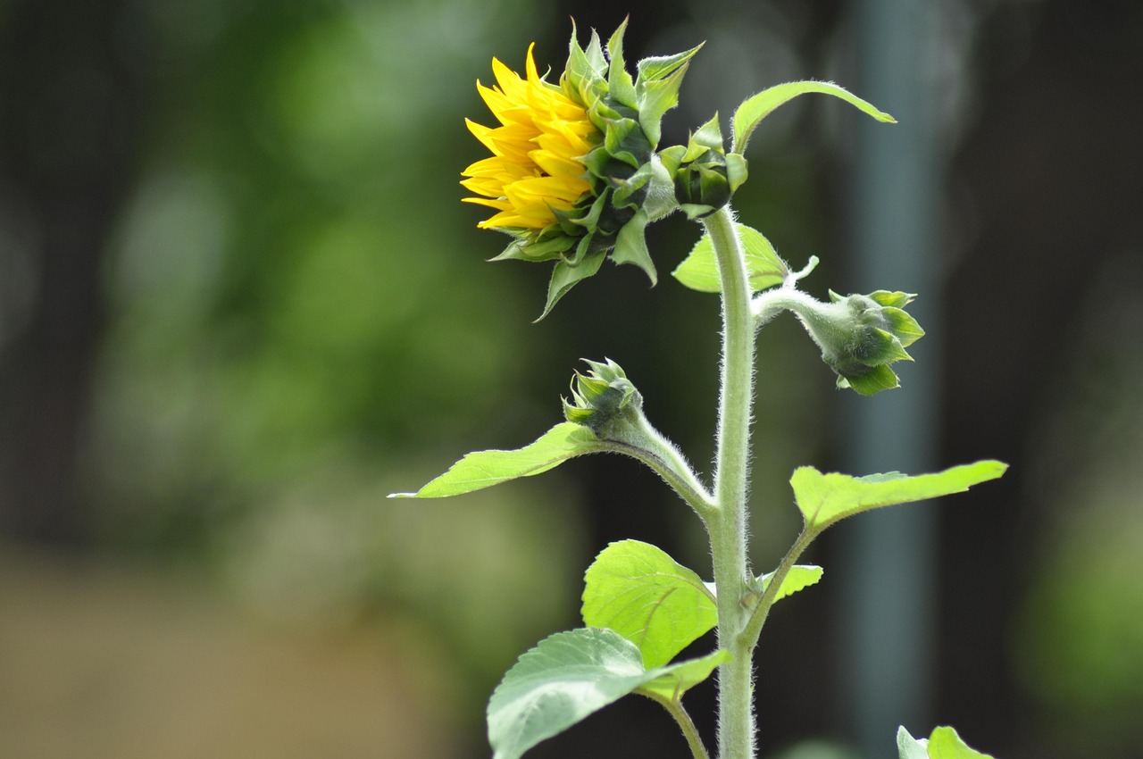 A vibrant sunflower stands tall amidst lush green leaves in a colorful community garden.