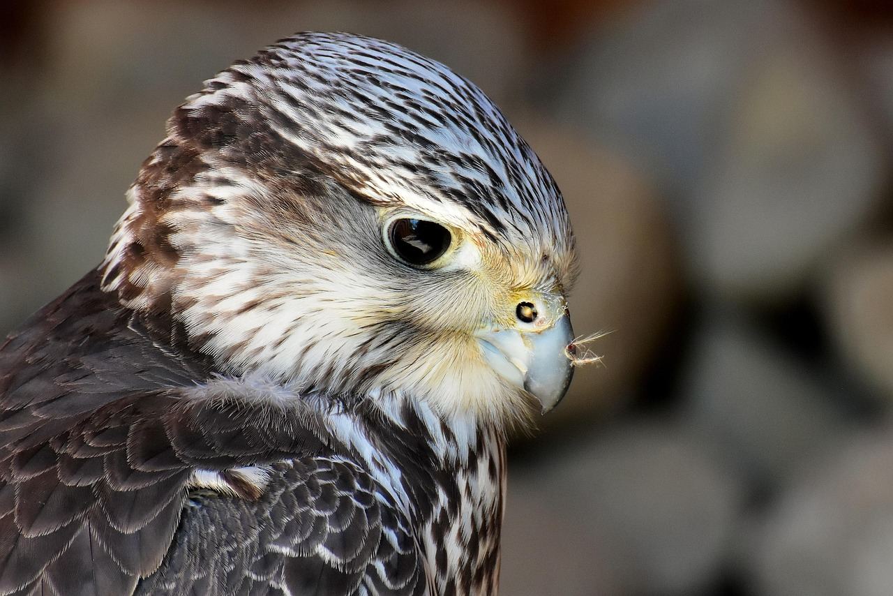 A majestic falcon perches on a gloved hand, its sharp eyes scanning the surroundings with keen focus.