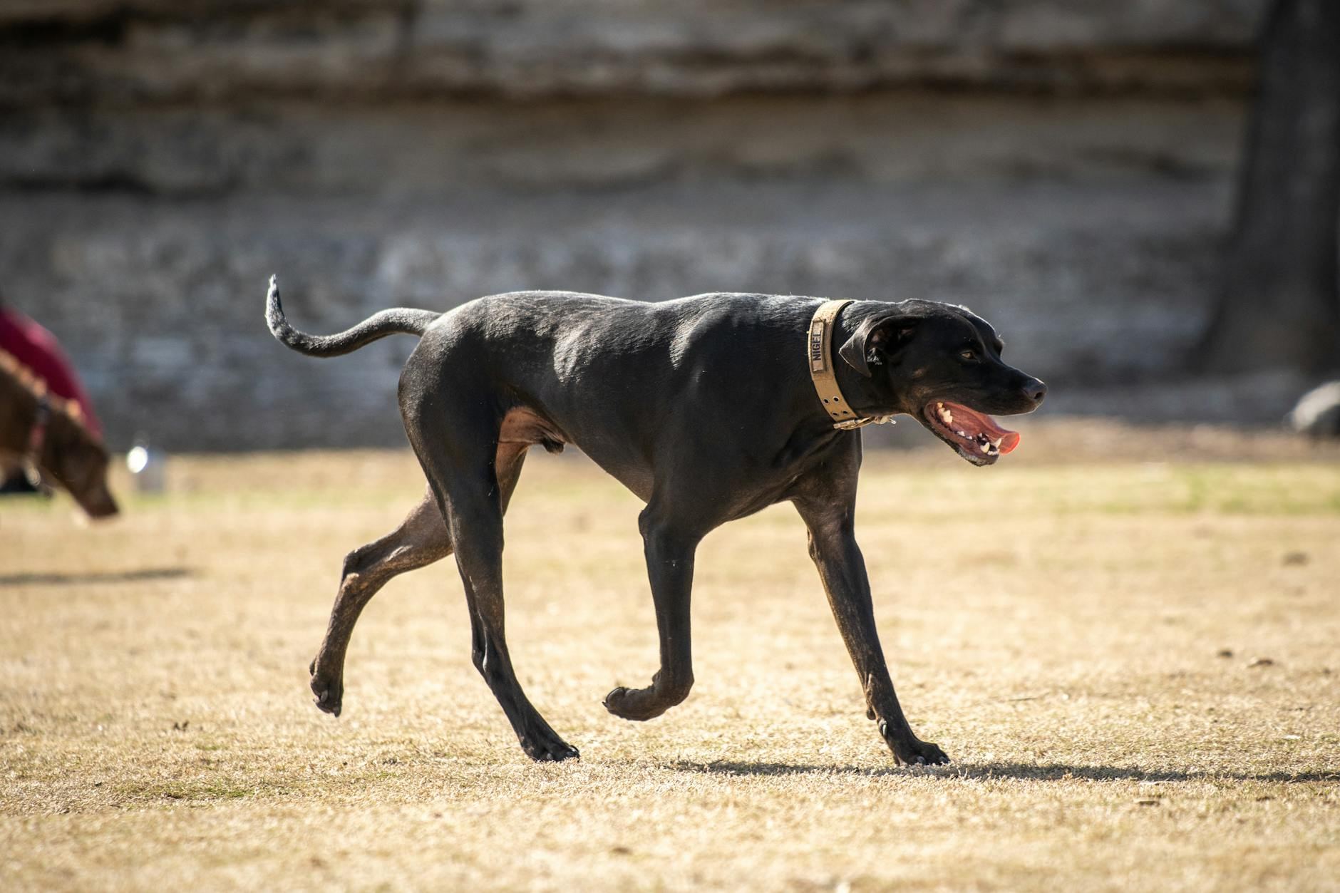 A black dog with a collar walking in a sunlit park, Austin, Texas.