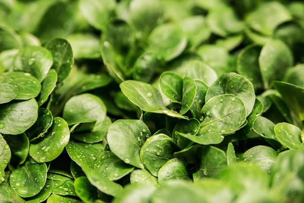 Lush green leaves thriving in a hydroponic system, perfect for exploring if hydroponics is for you.