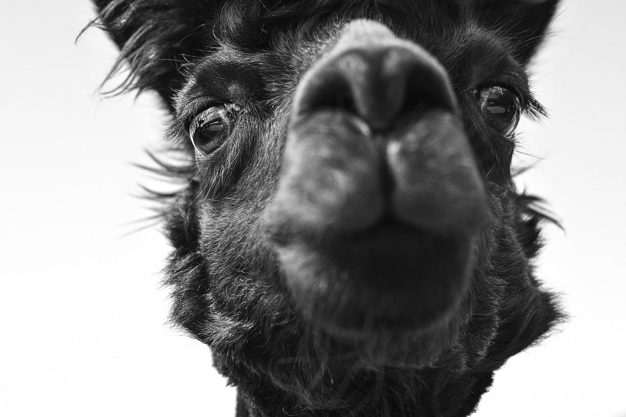 A close-up of a curious alpaca, embodying the spirit of animal sanctuary volunteering. Let's find out!