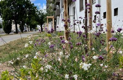 Que planter en mars en Loire-Atlantique ?
