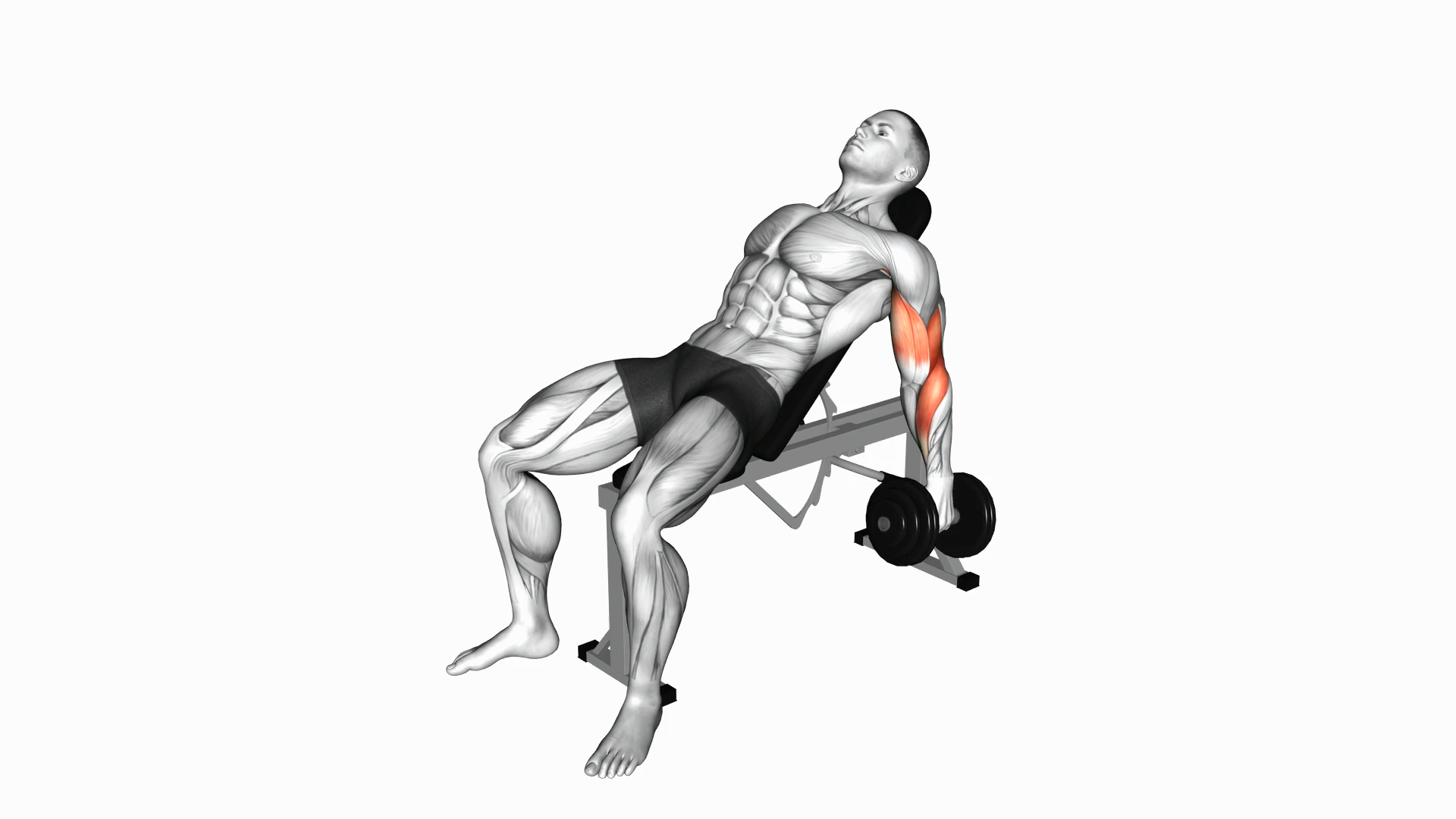 Dumbbell Incline Hammer Curl
