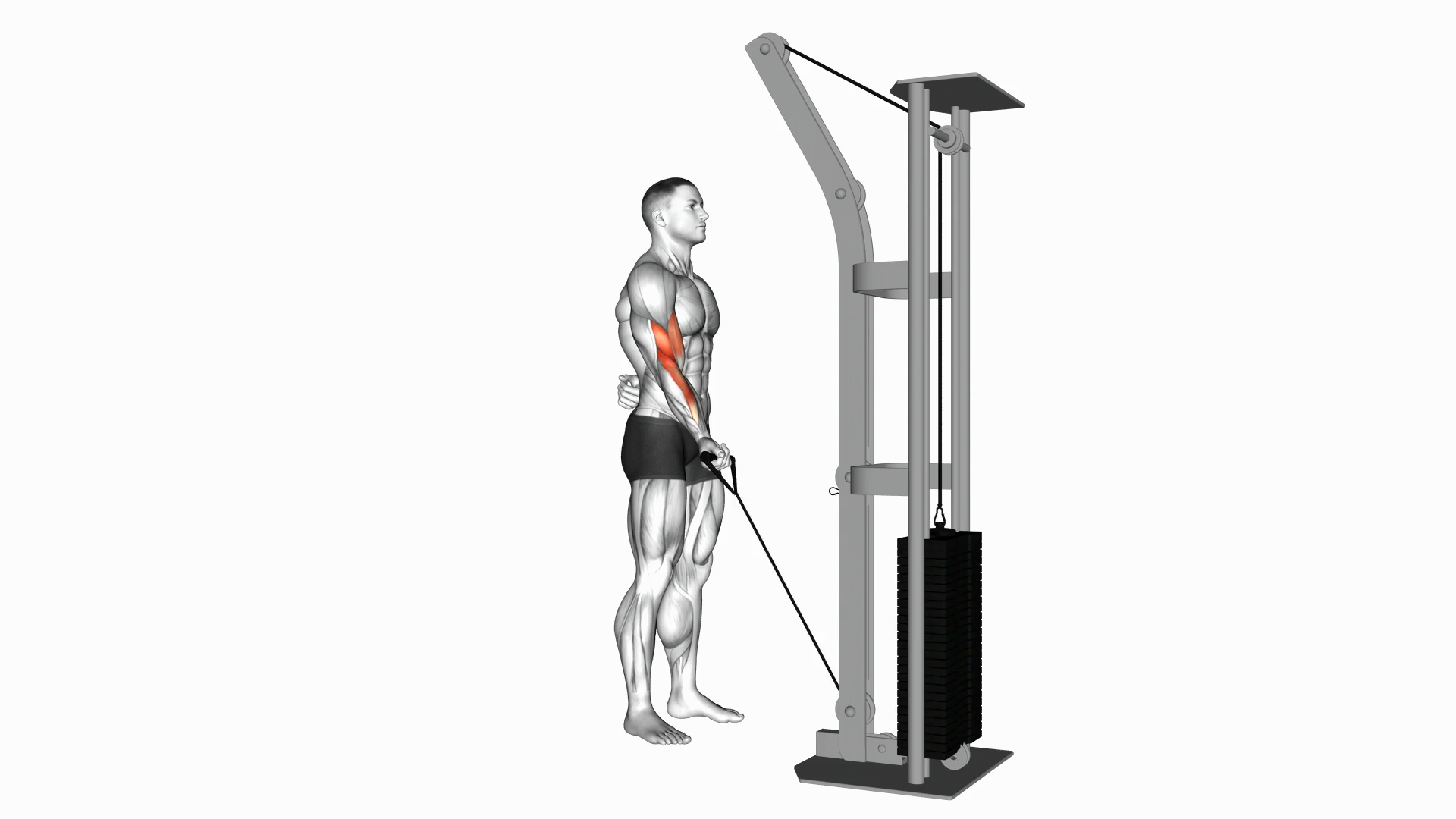 Cable One Arm Curl