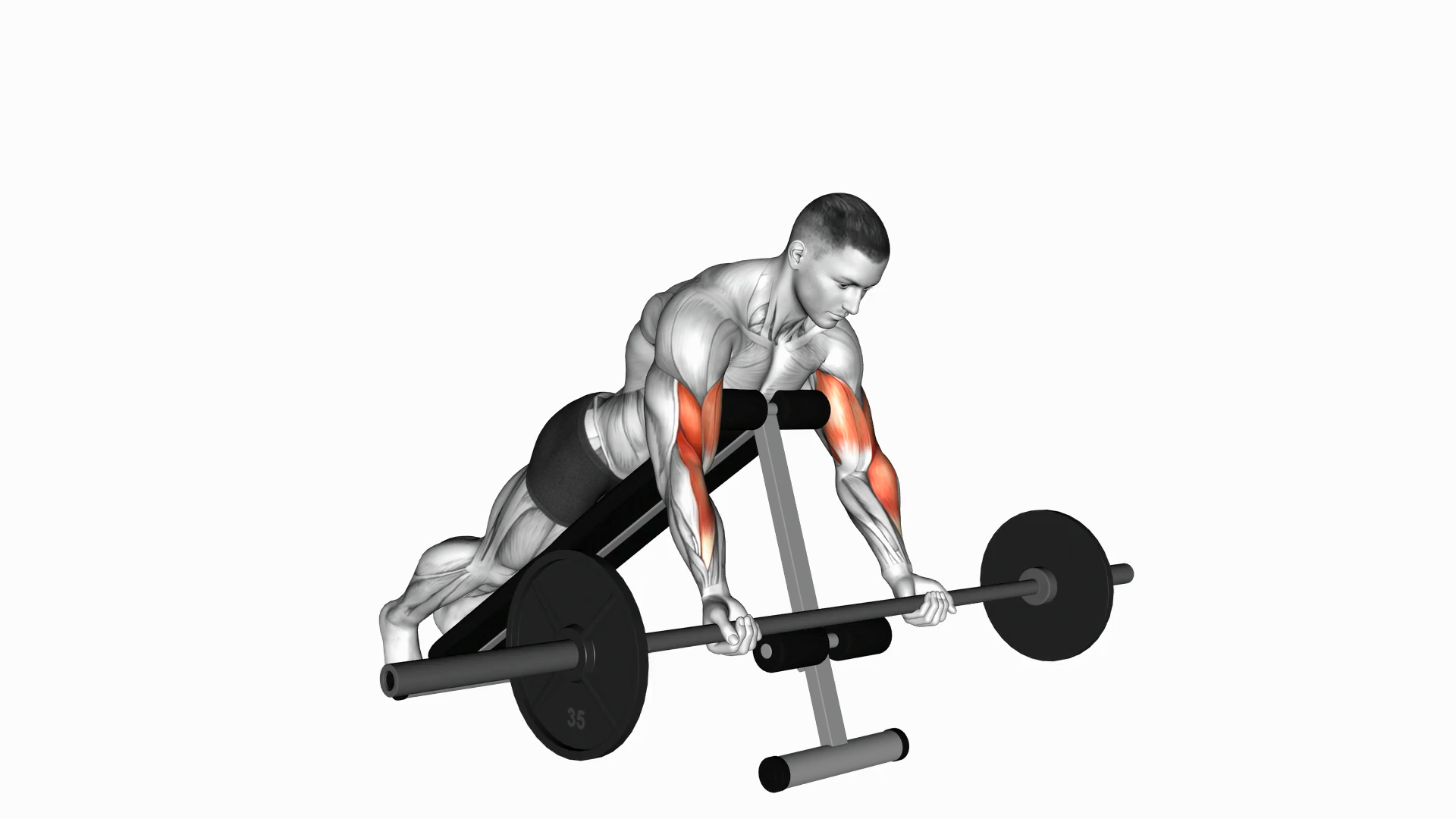 Barbell Prone Incline Curl