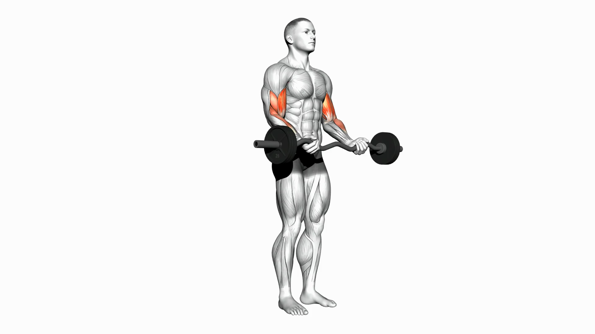 EZ Barbell Biceps Curl