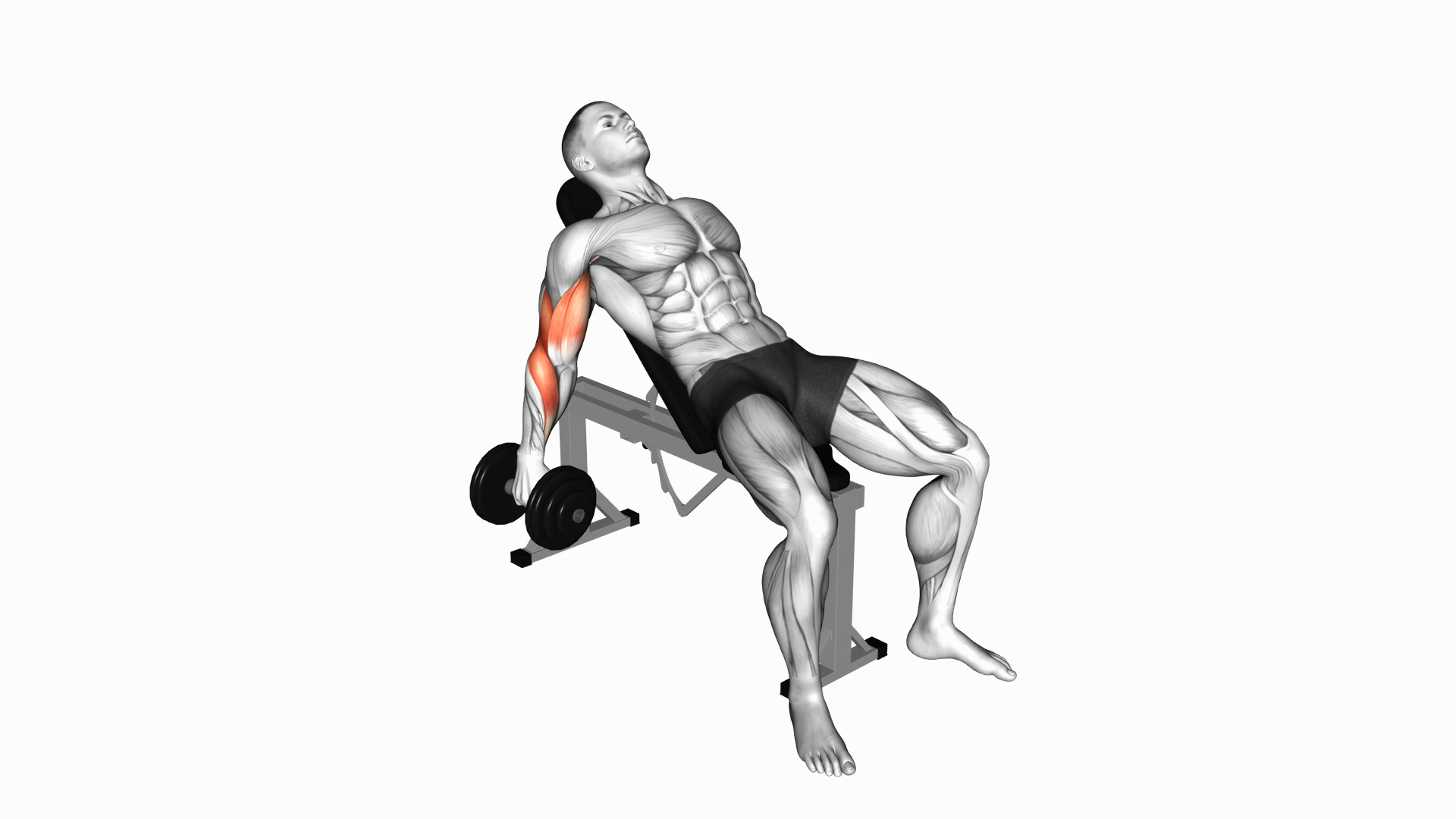 Dumbbell Incline Biceps Curl