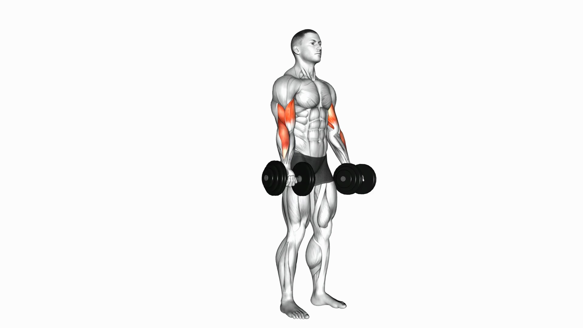 Dumbbell Biceps Curl