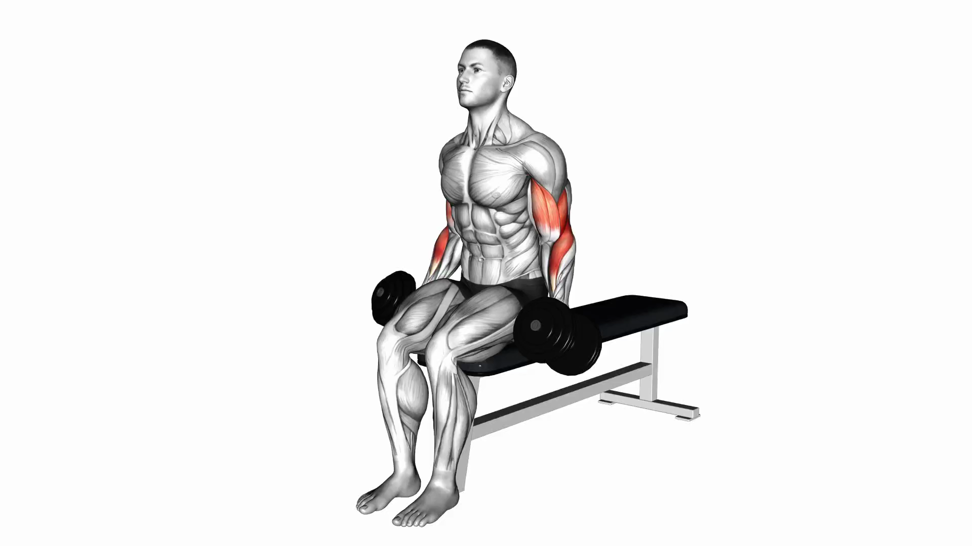 Dumbbell Alternate Seated Biceps Curl
