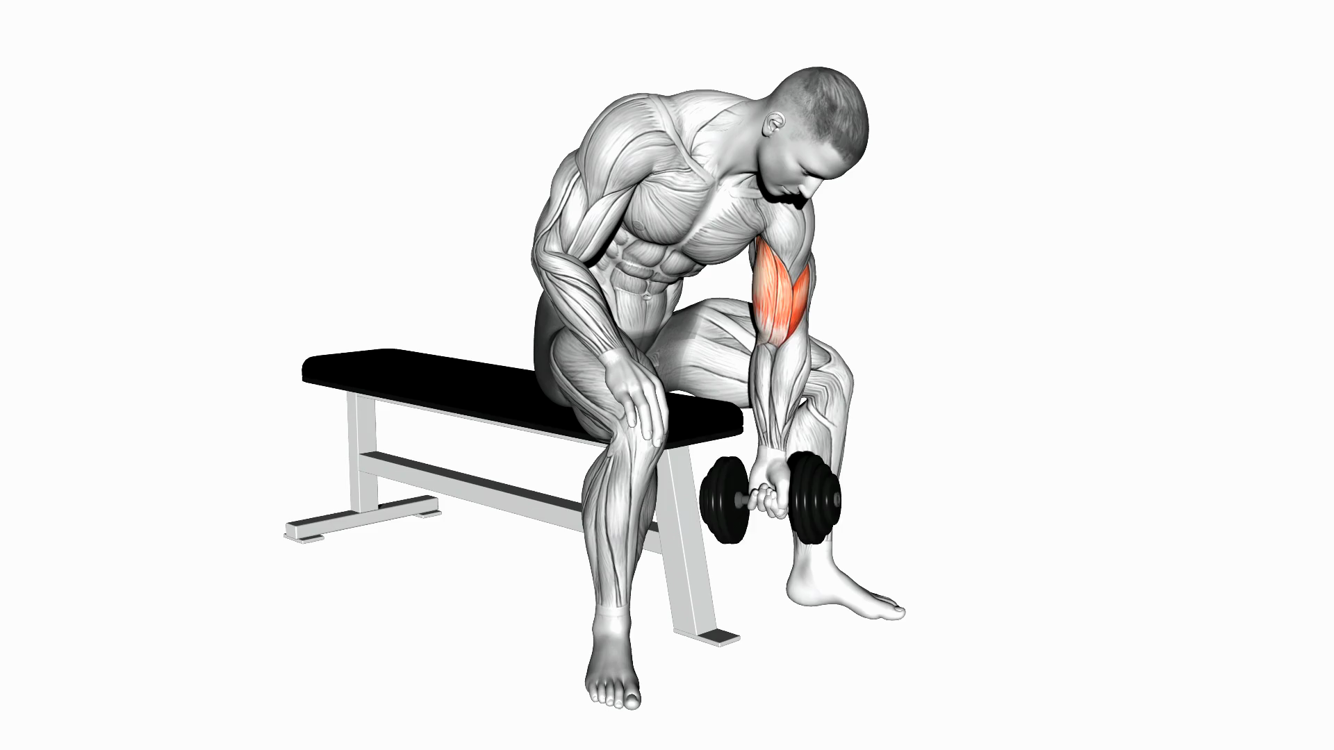 Dumbbell Concentration Curl