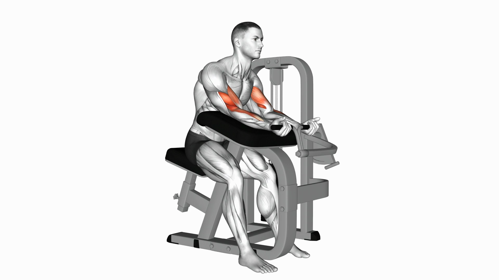 Lever Preacher Curl