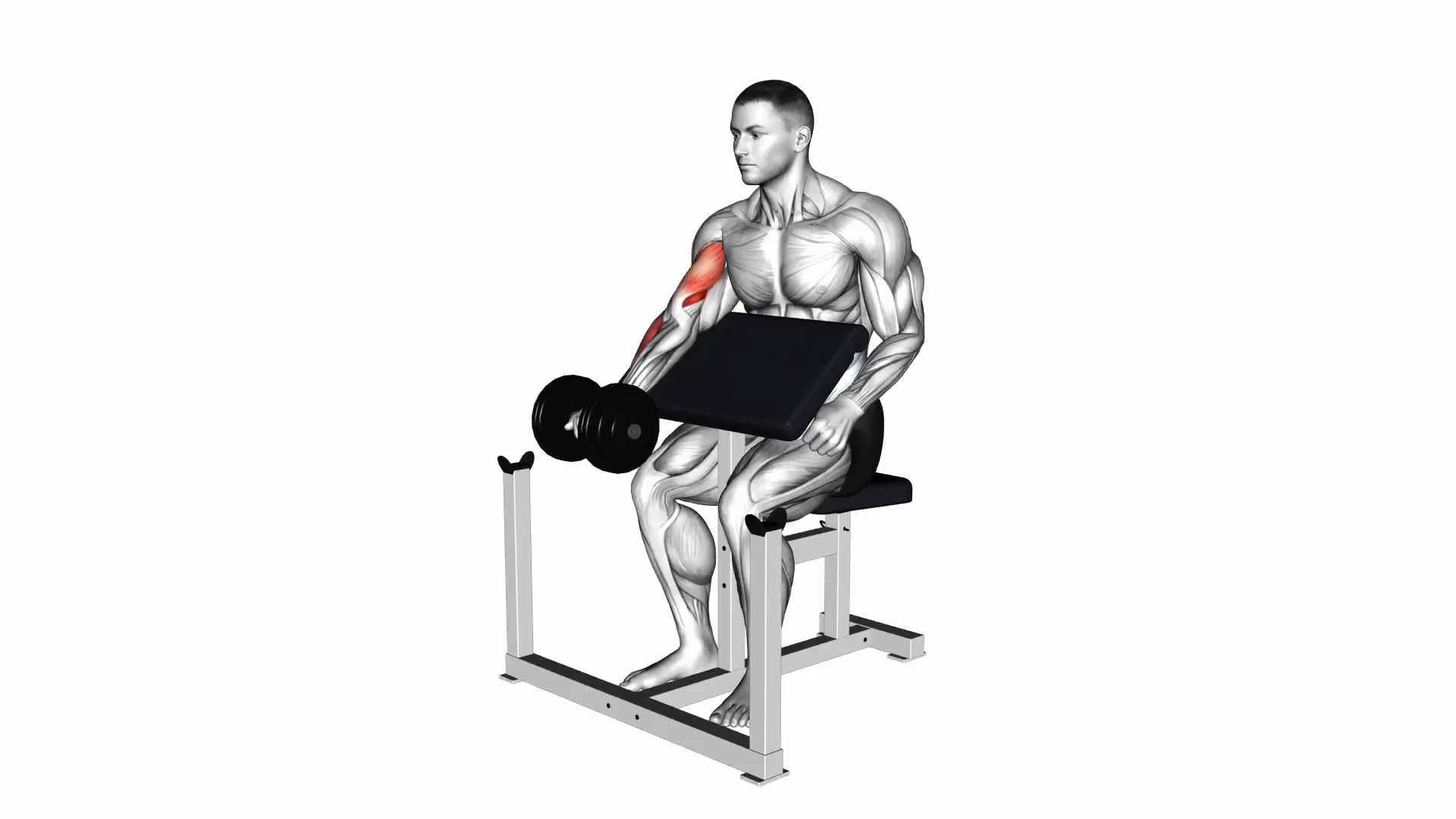 Dumbbell Seated Preacher Curl