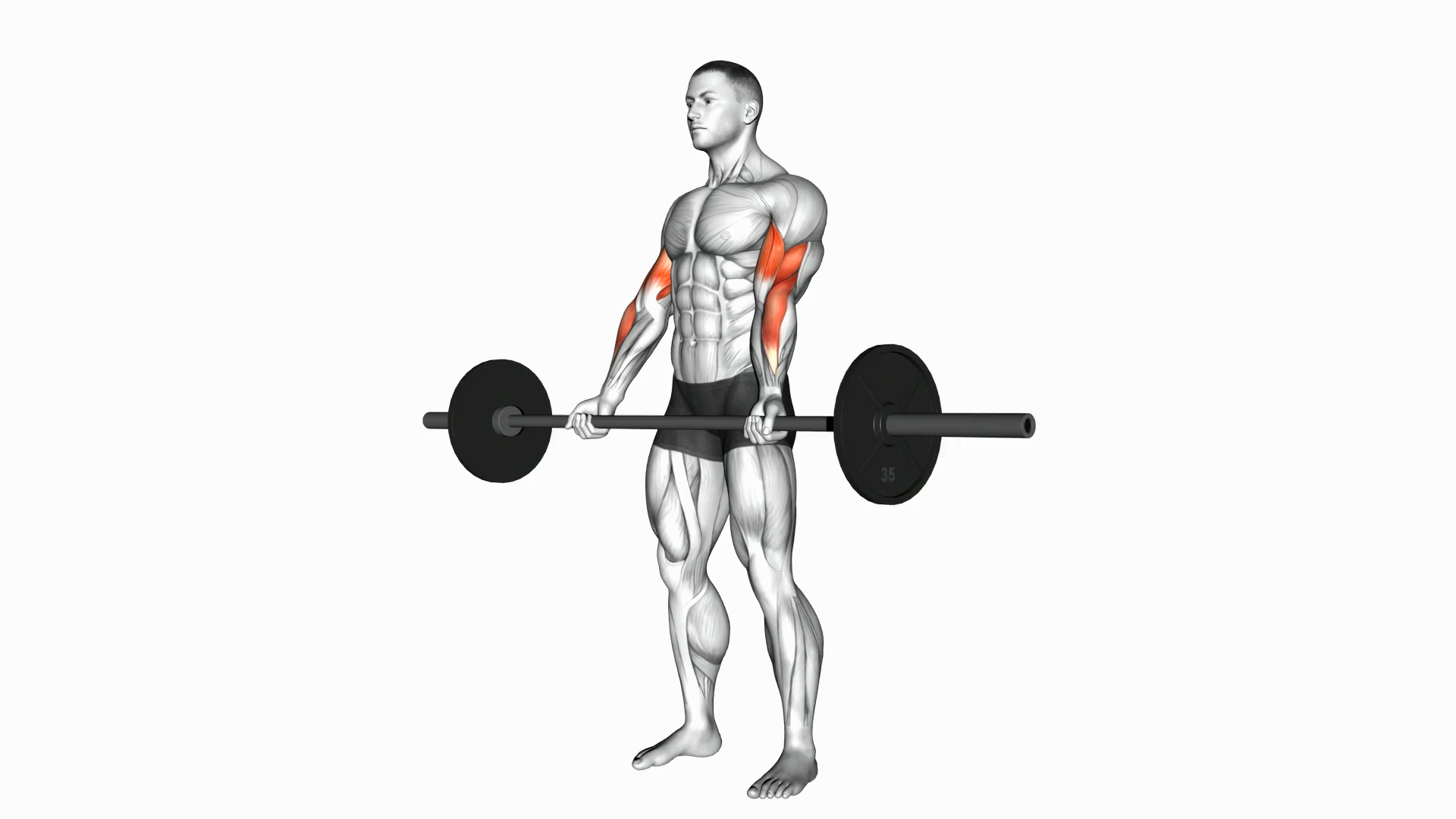 Barbell Curl