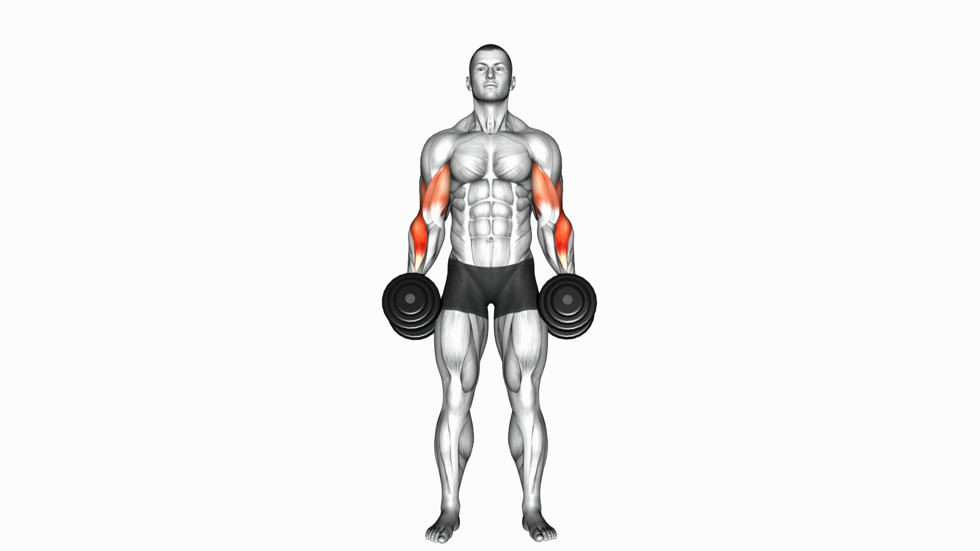 Dumbbell Cross Body Hammer Curl