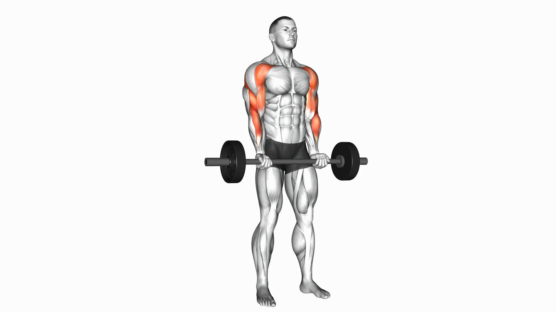Barbell Drag Curl
