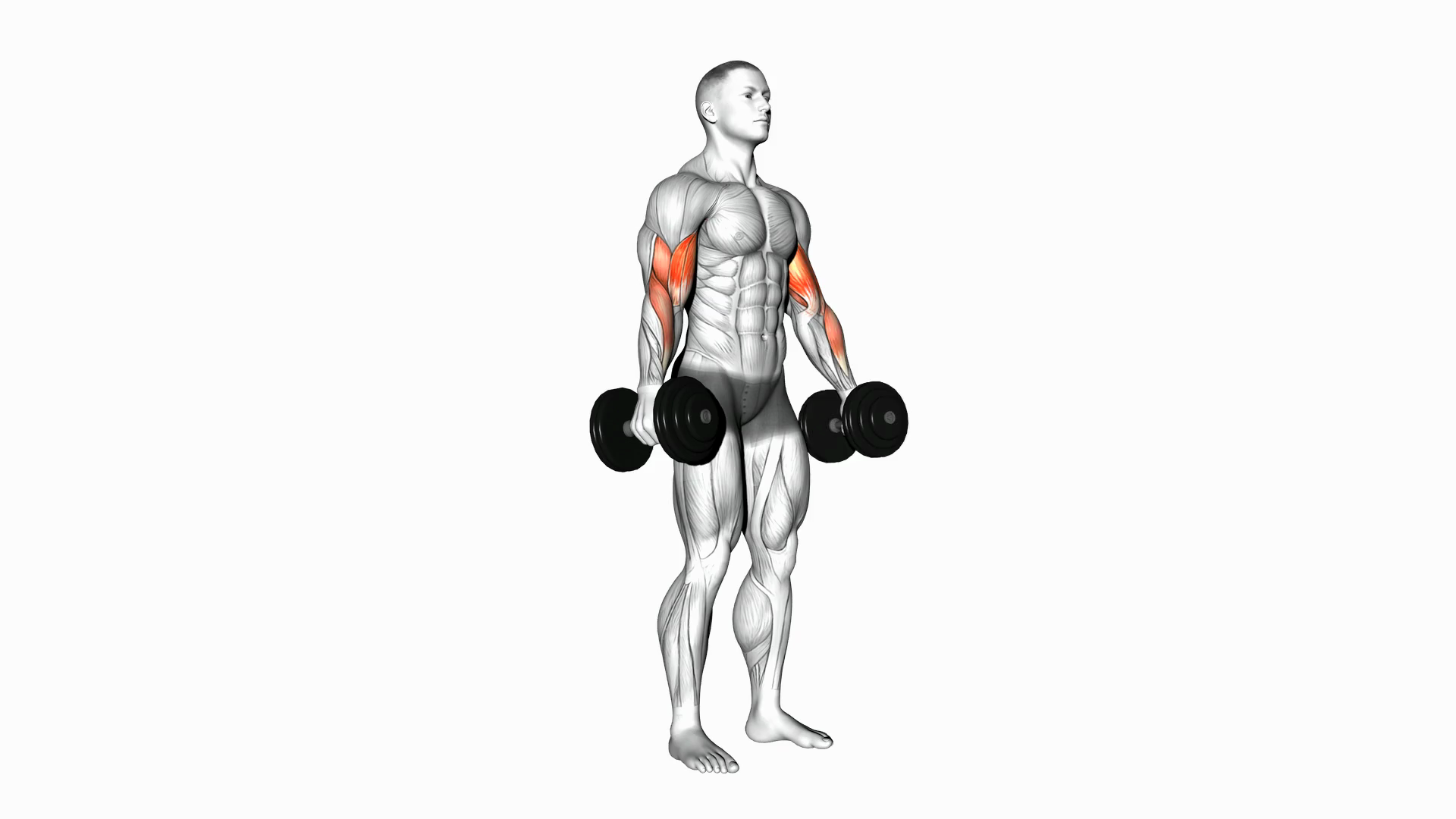 Dumbbell Alternate Biceps Curl