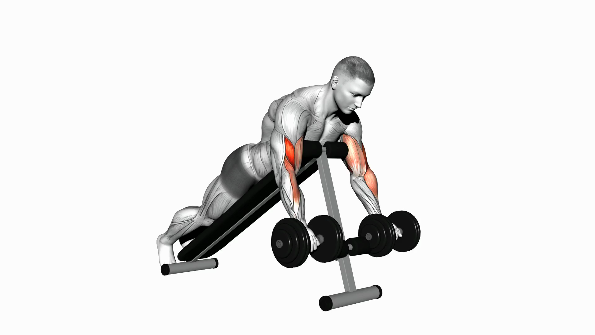 Dumbbell Prone Incline Curl
