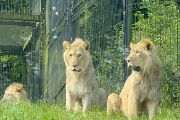 Belfast Zoo Welcomes Three Majestic New Lions to Cavehill Belfast Zoo Welcomes Three Majestic New Lions to Cavehill