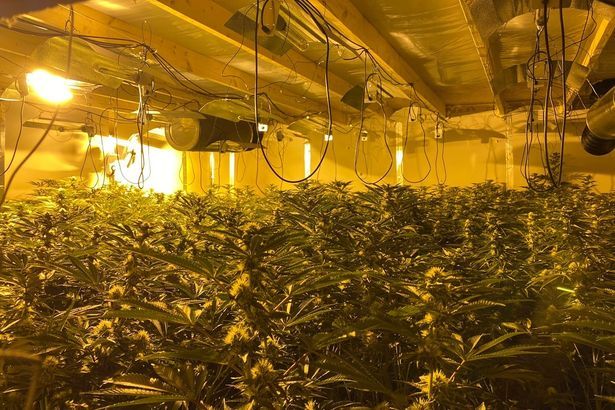 Two Men Jailed Over £500k Limestone Road Cannabis Factory Two Men Jailed Over £500k Limestone Road Cannabis Factory