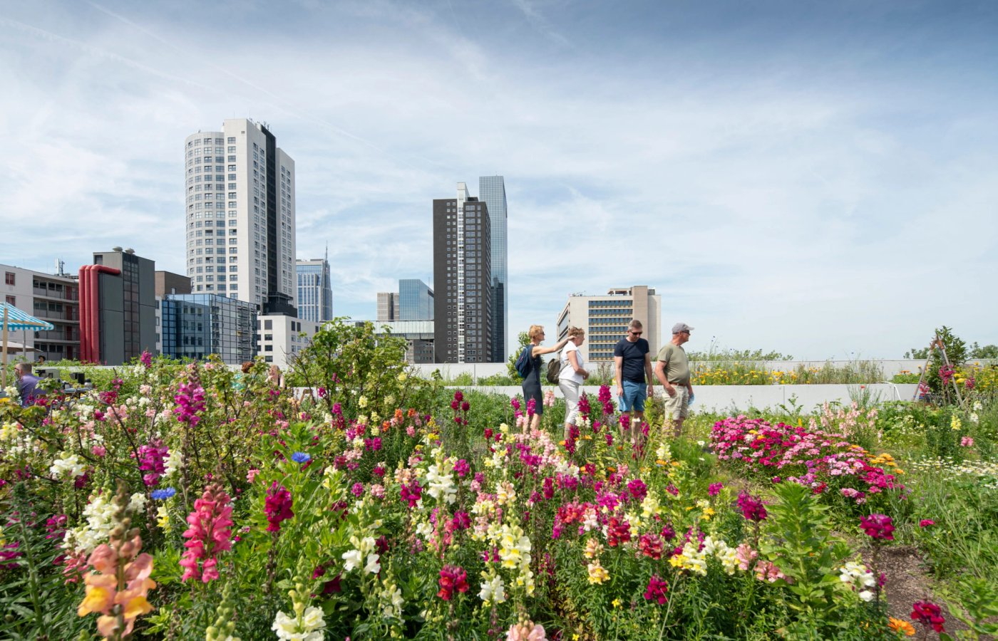 The number of green roofs is increasing in the city; what is so specifically Rotterdam about that?