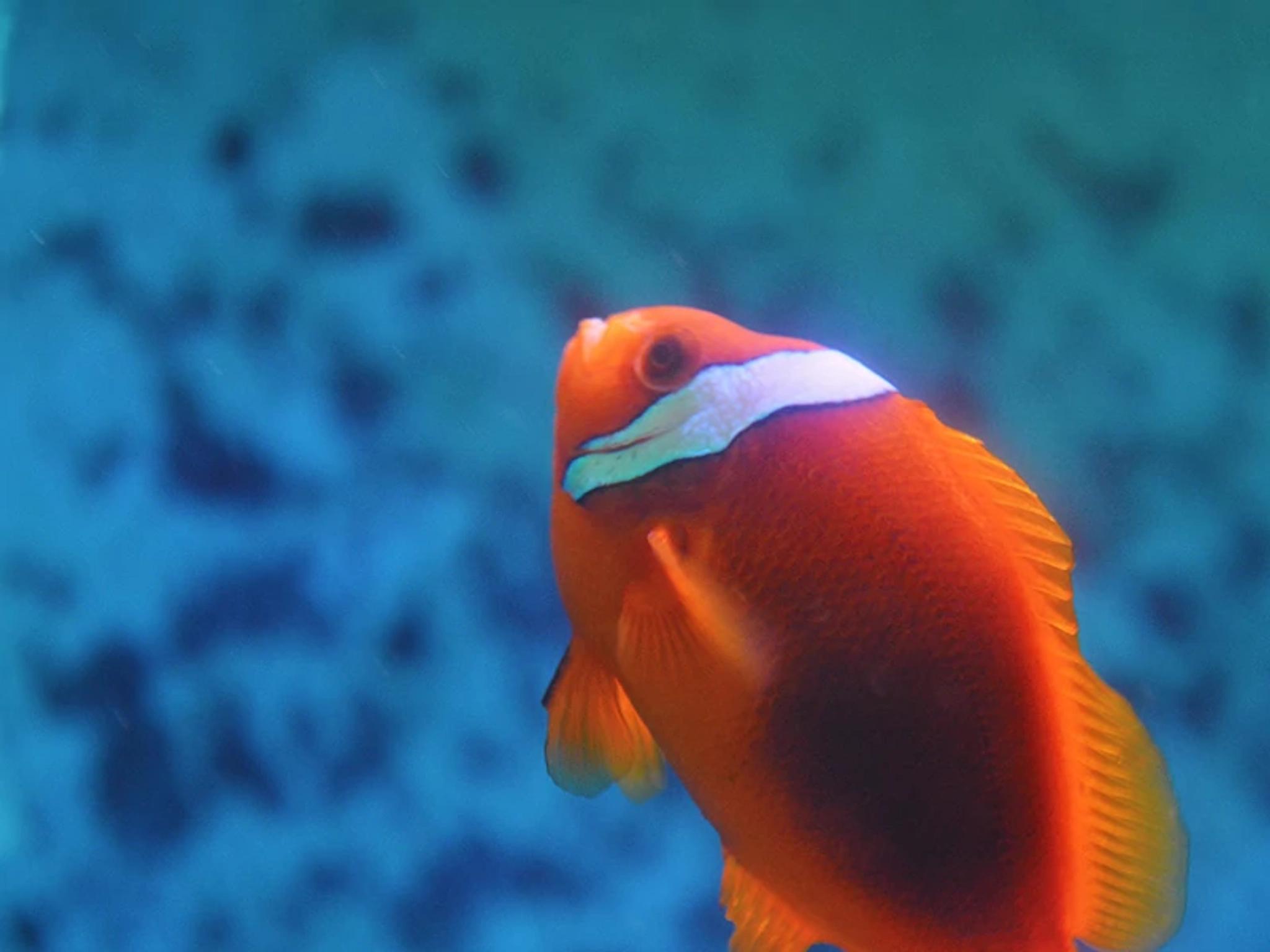 Reef Fish