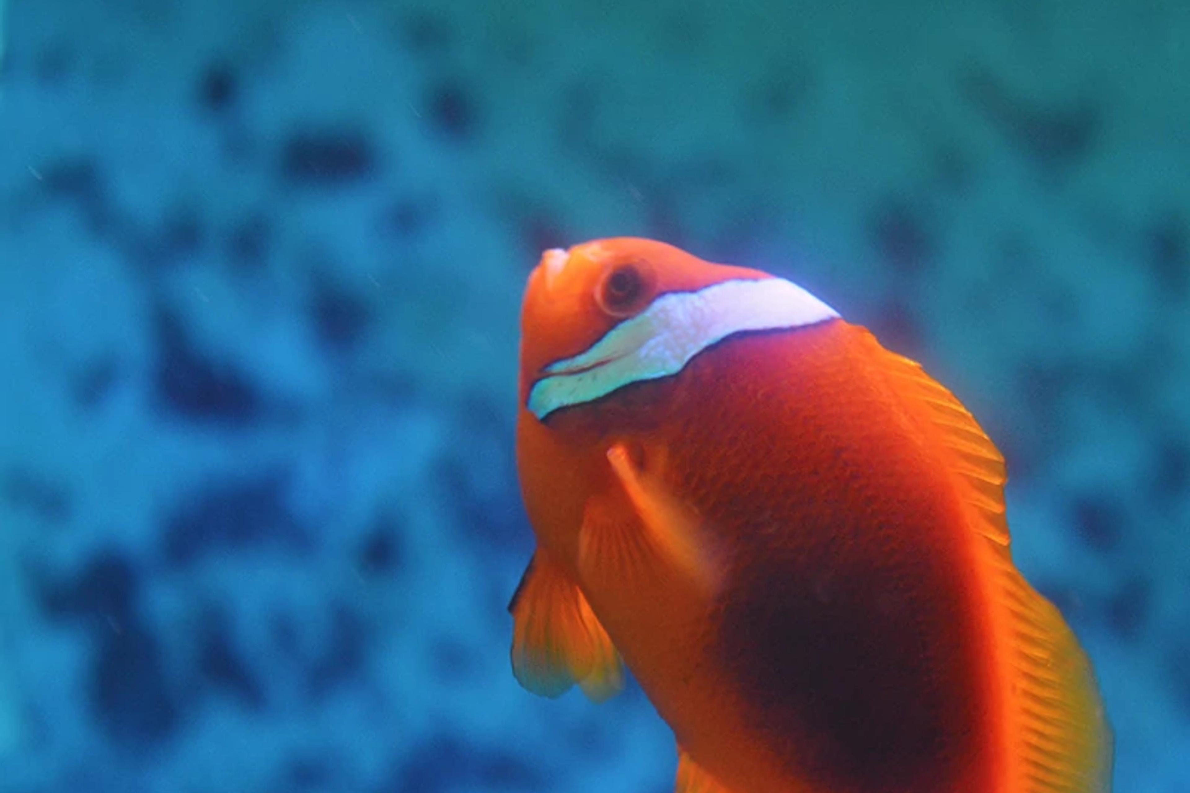 Reef Fish