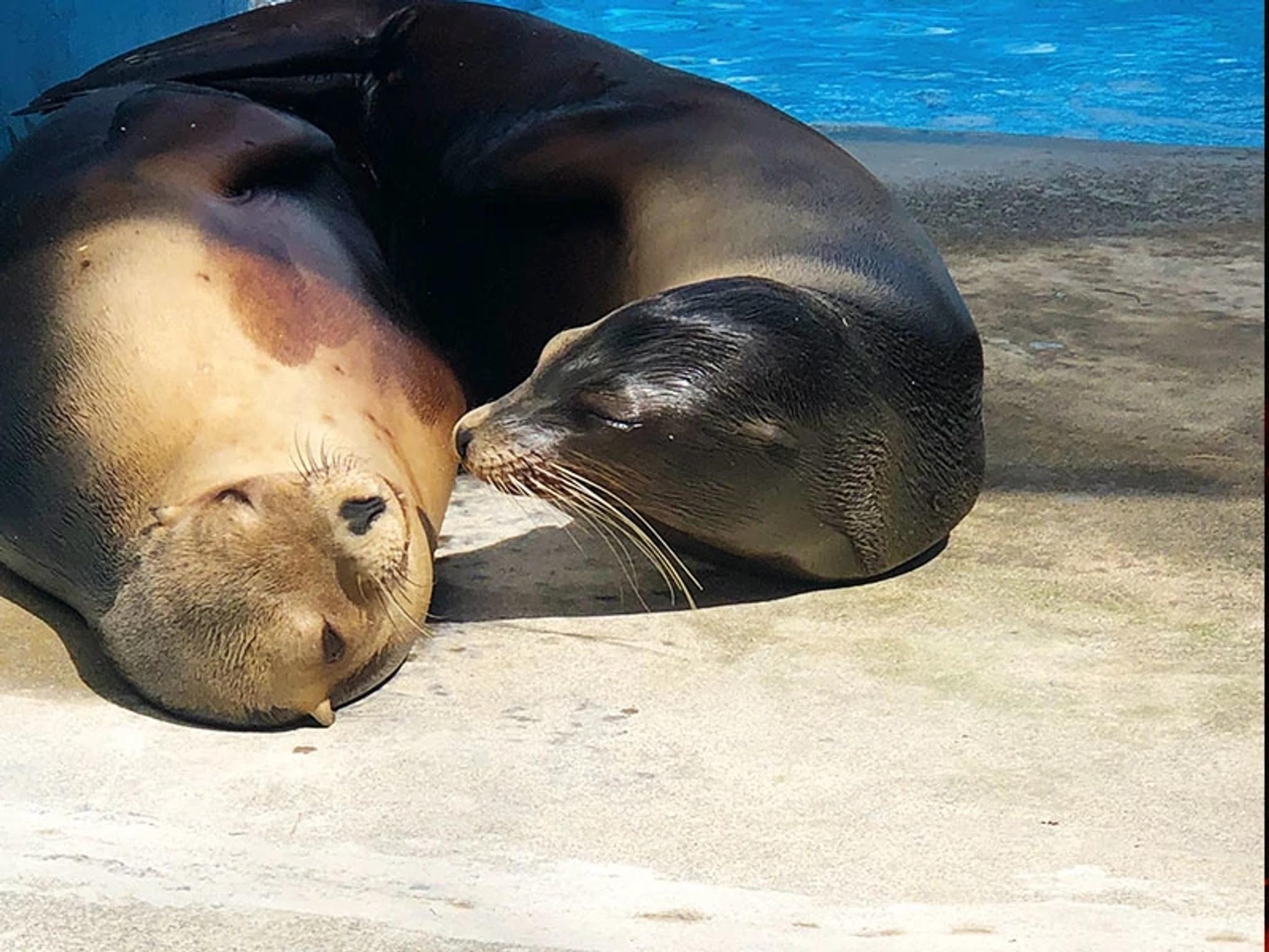 California Sea Lion