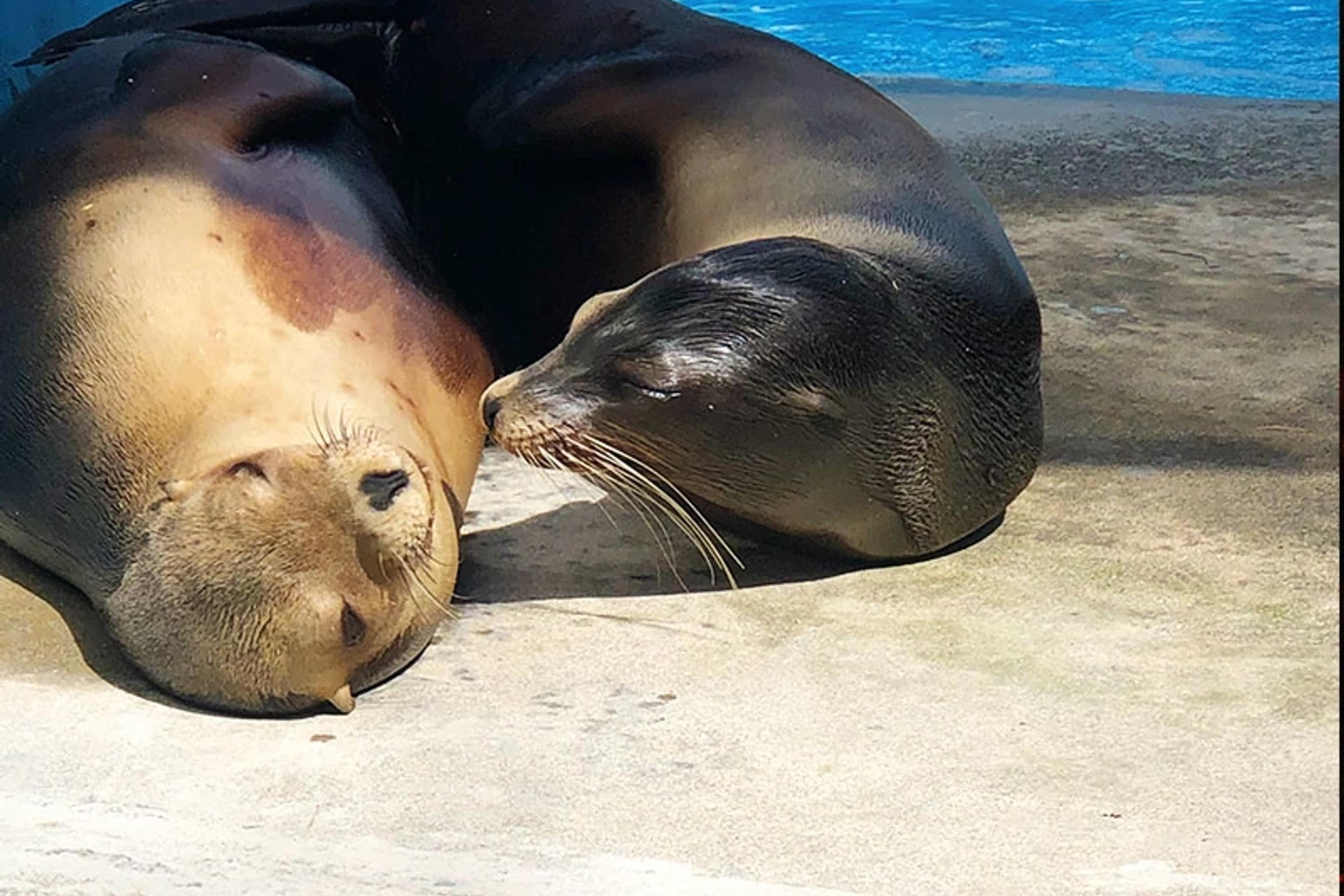 California Sea Lion