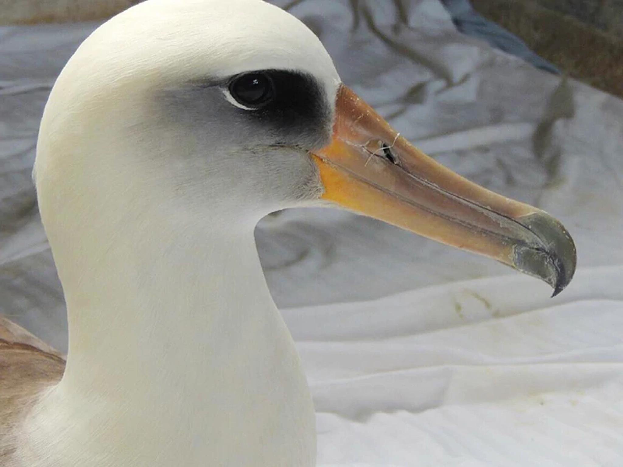 Seabirds