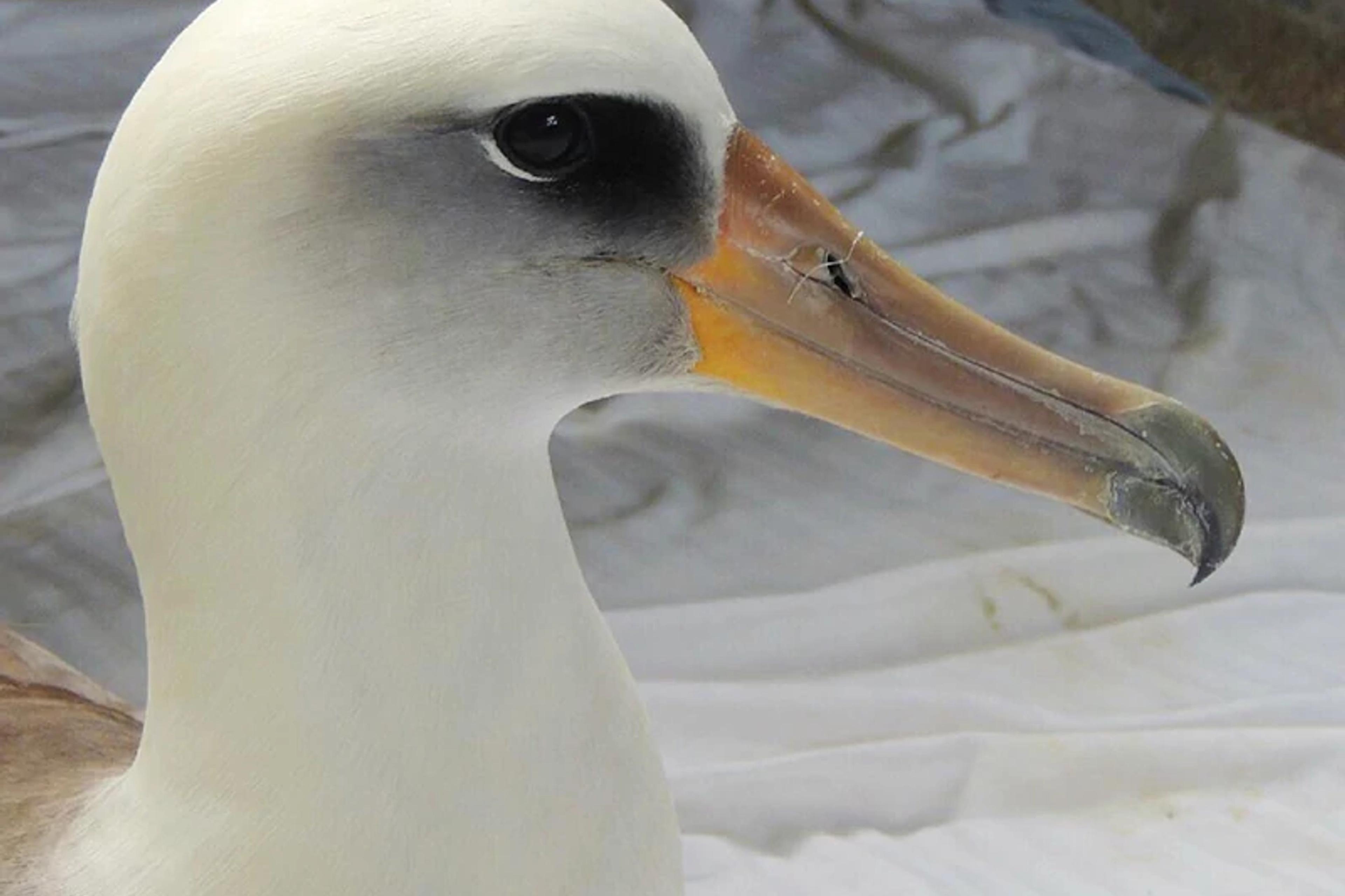 Seabirds